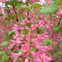 Ribes sanguineum P6 P26